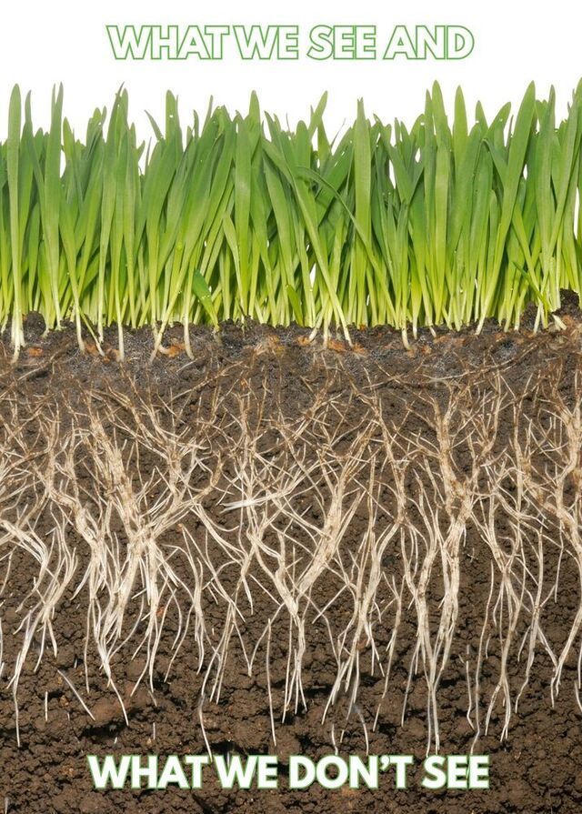 Grass blades above ground labeled