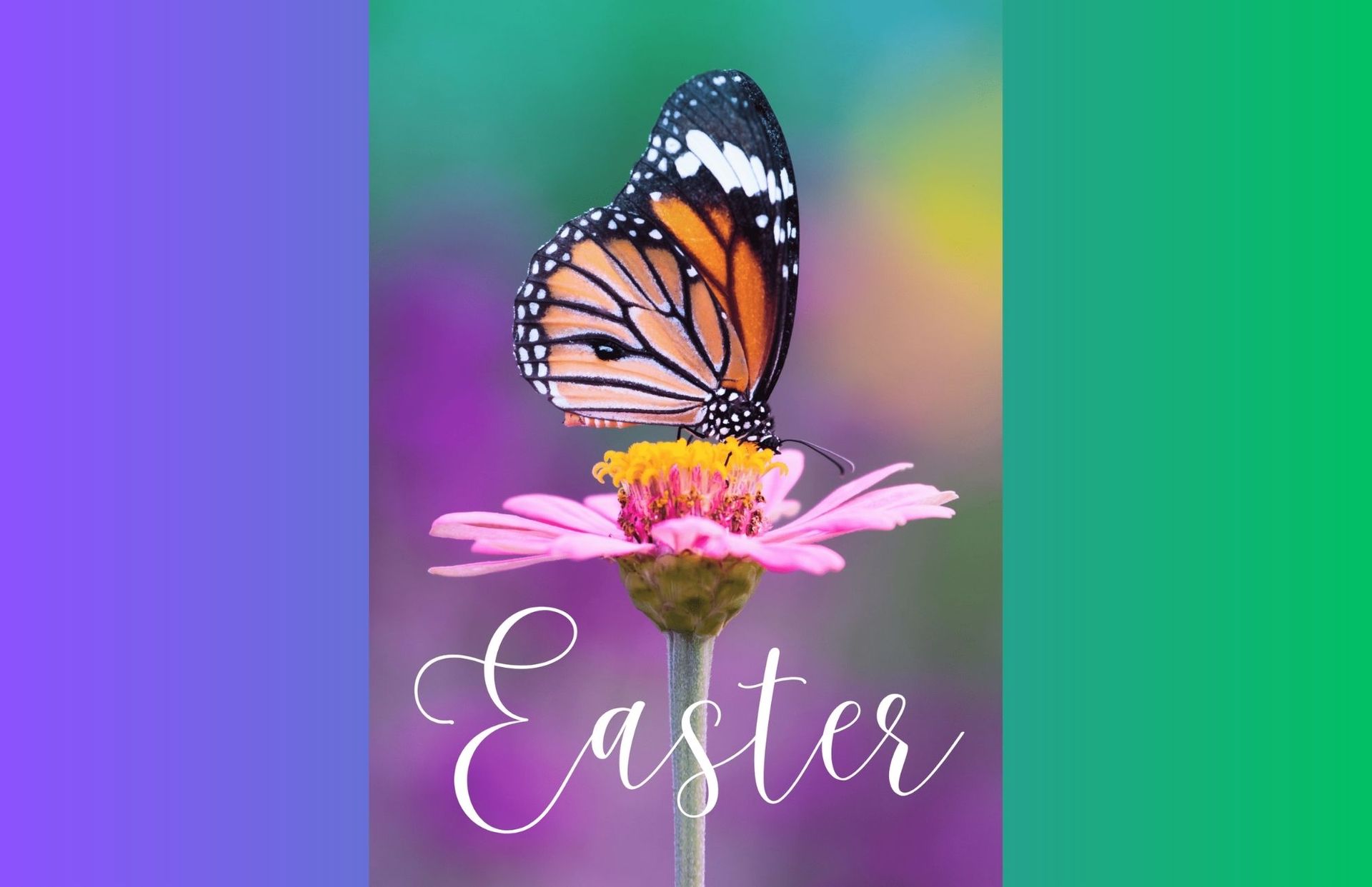 Butterfly with orange and black wings, perched on a pink flower with a blurred, colorful background. 