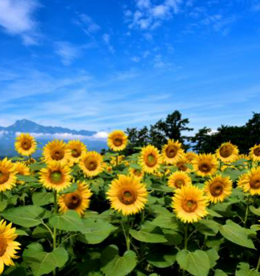 Field of bright yellow sunflowers against a blue sky with mountains in the background.