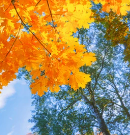 Golden autumn leaves against a blue sky, framing treetops.