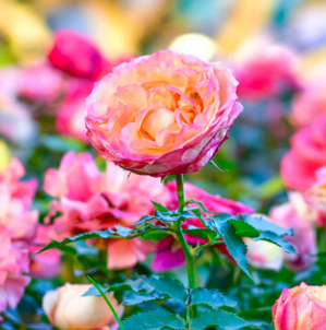 Close-up of an orange and pink rose in a garden of colorful roses.
