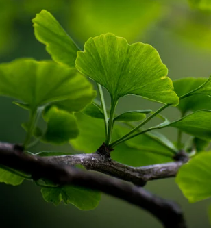 Ginkgo biloba leaves, bright green, growing from a brown branch.