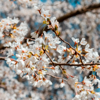 White cherry blossoms on brown branches against a blurry blue sky.