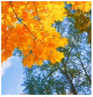 Ginkgo biloba leaves, bright green, growing from a brown branch.