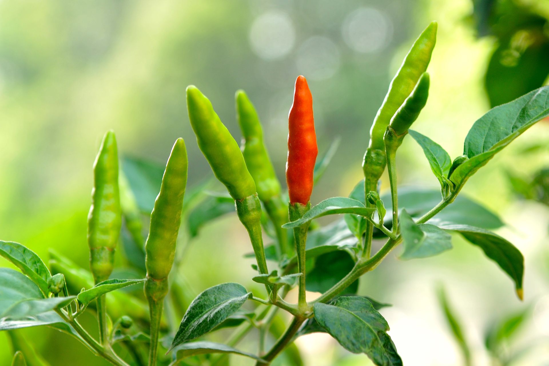 Chili Plant