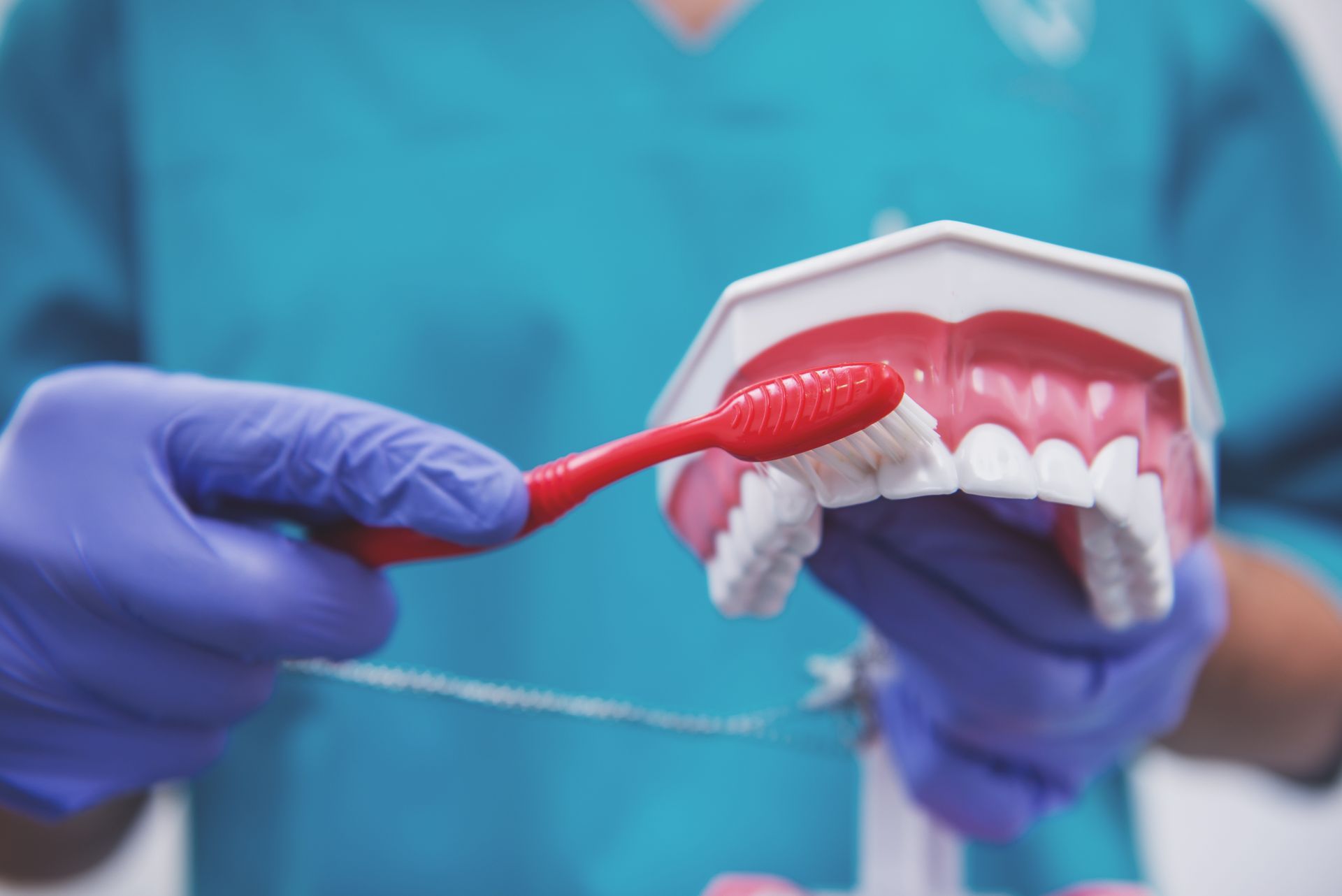 Person in blue gloves demonstrating toothbrushing on a model of teeth. Red toothbrush.