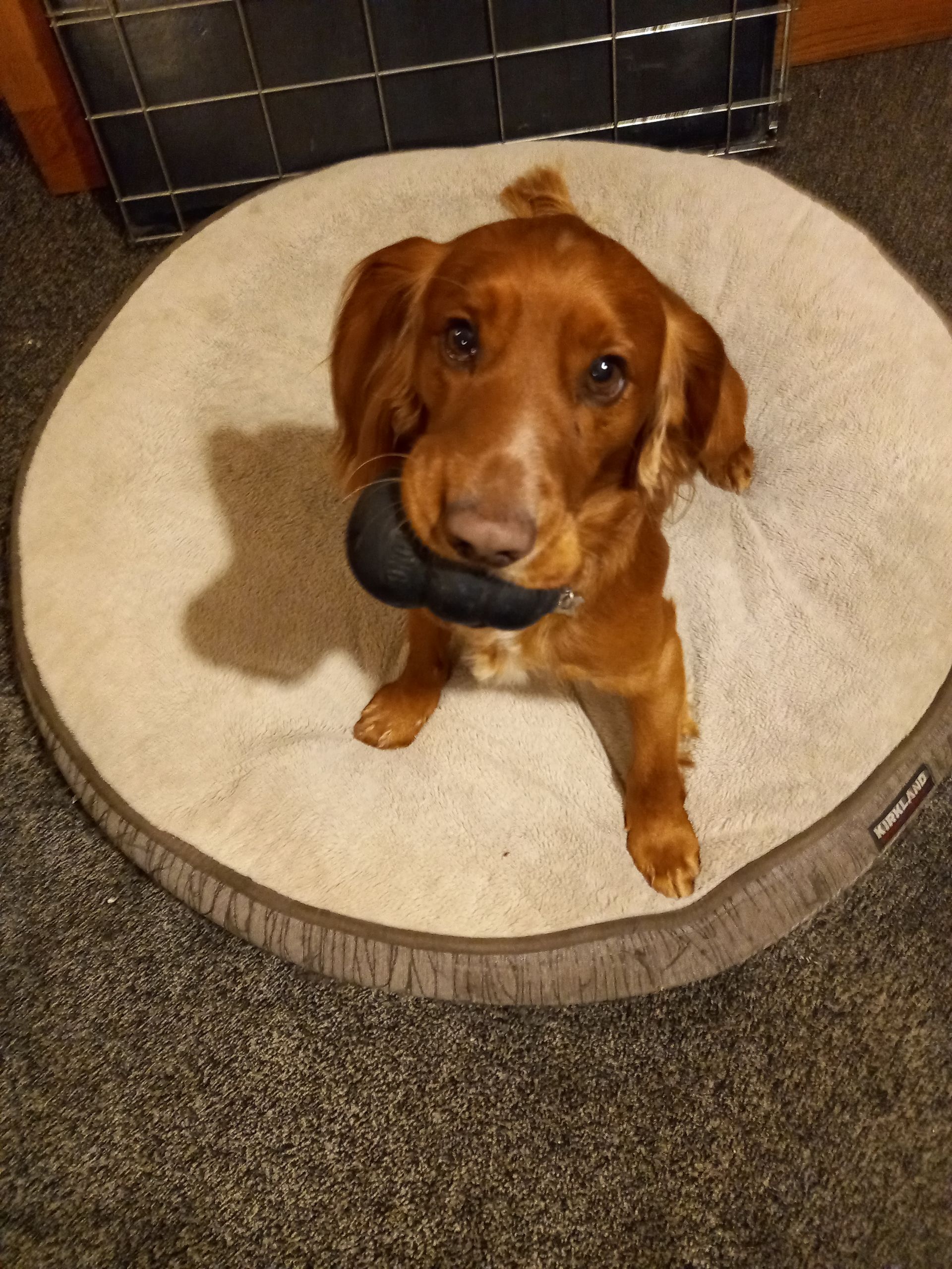 brown pet dog