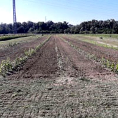 Stabilimento per fitorisanamento