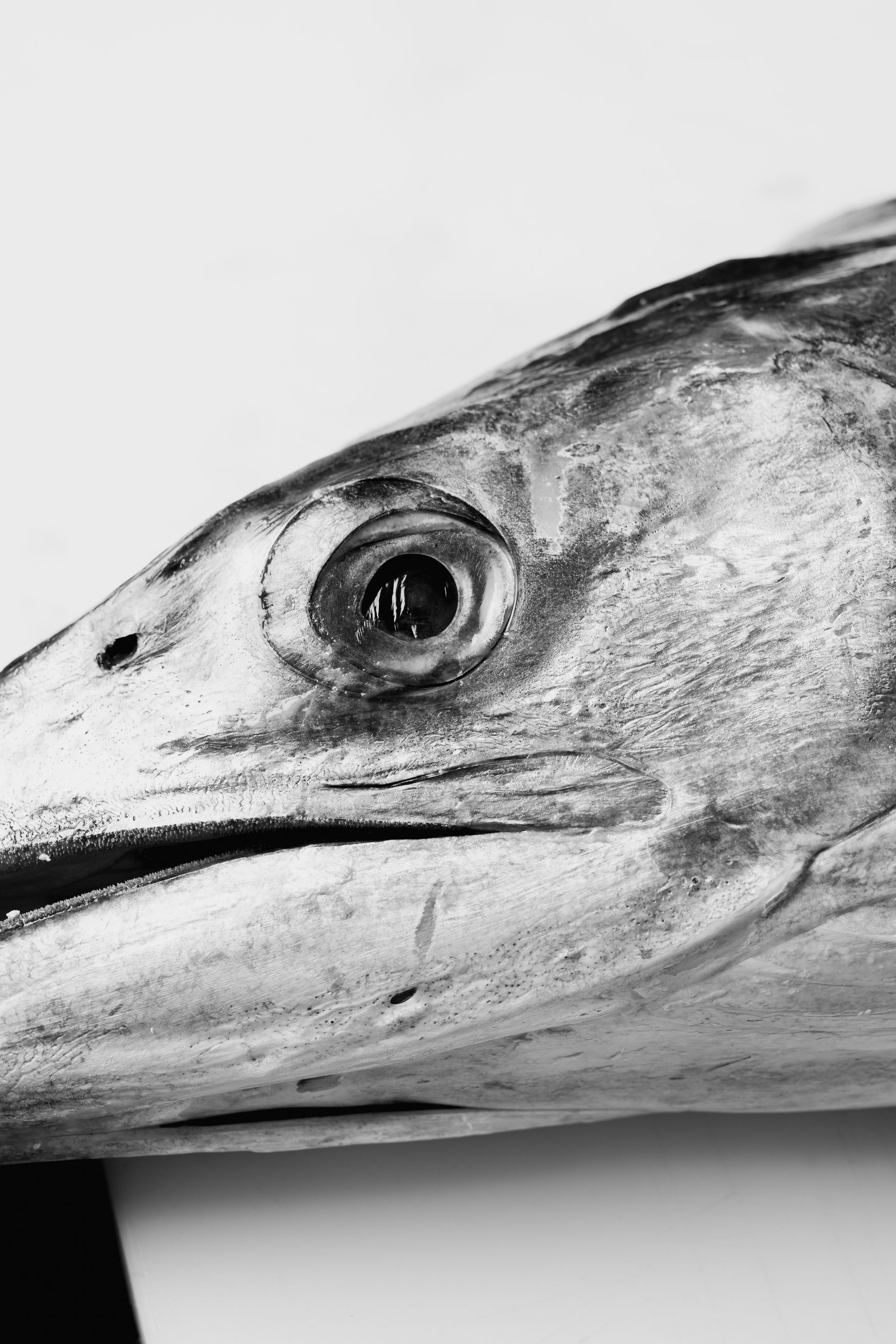 materia prima di pesce per piatti creativi ristorante grottaferrata