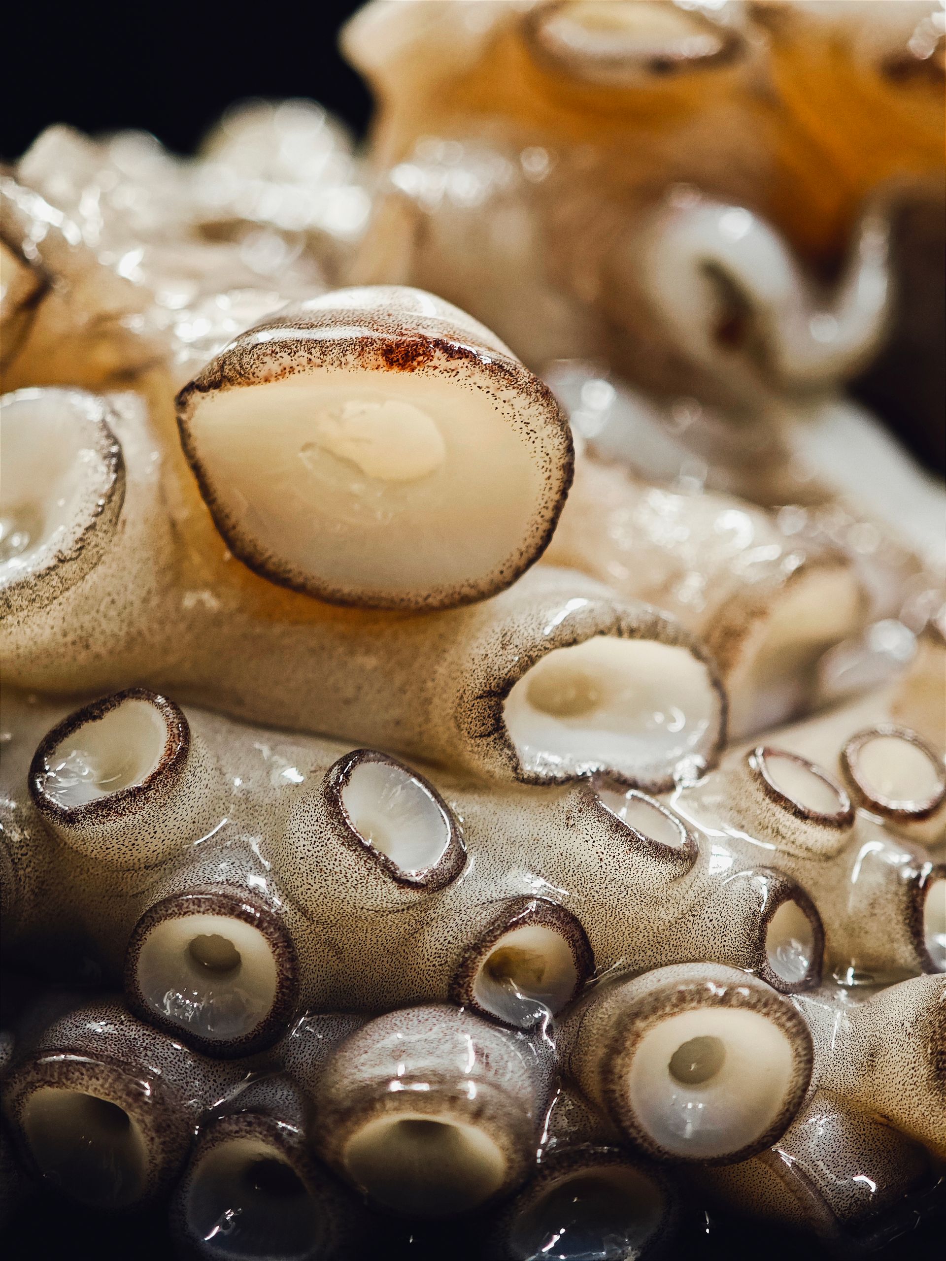 materia prima per piatti gourmet ristorante altro grottaferrata