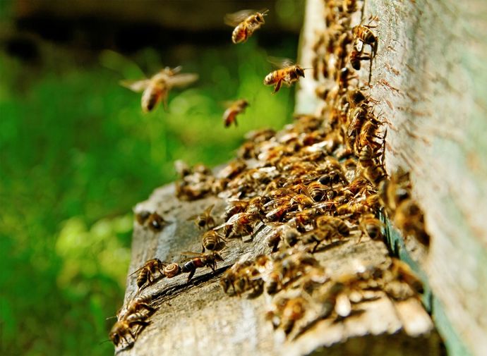 Abejas pululando alrededor de la entrada de una colmena en el tronco de un árbol.