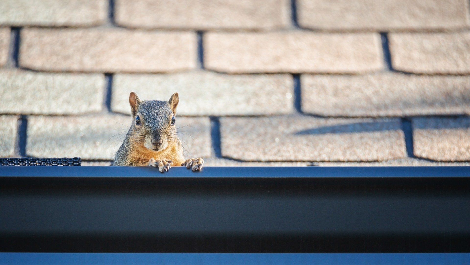 A squirrel is sitting on top of a gutter on a roof.
