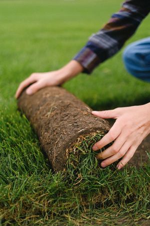 Hands rolling up a roll of green sod on a lawn