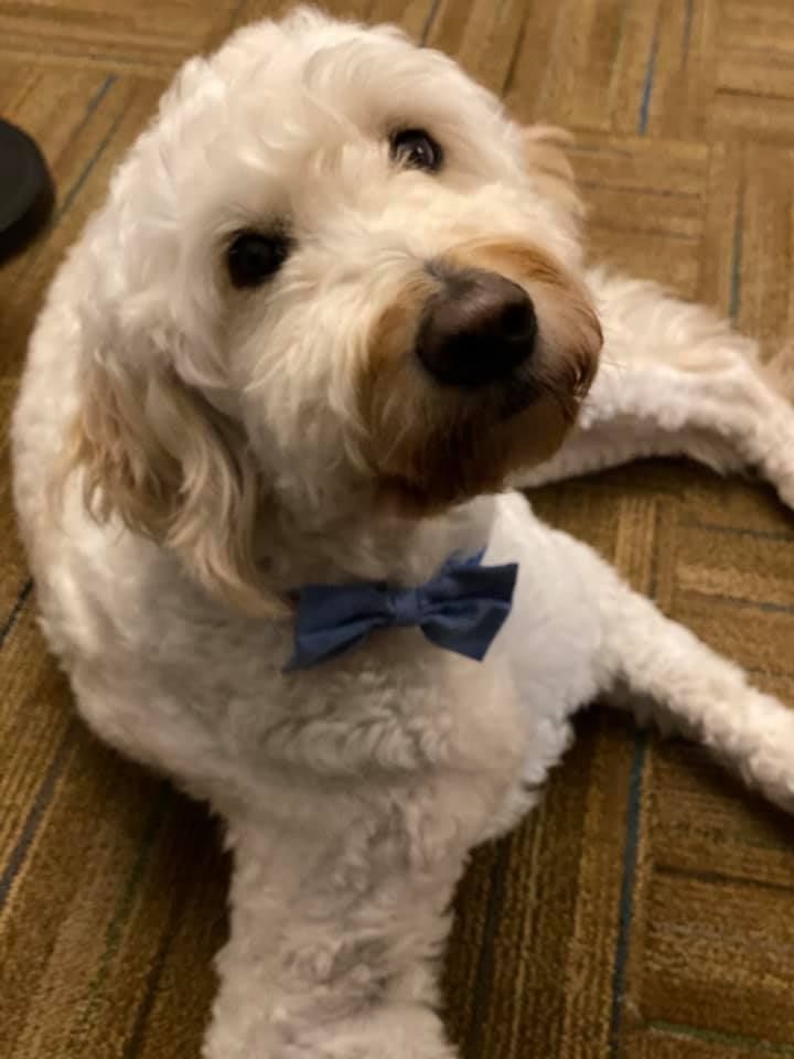 White Goldendoodle dog wearing a blue bowtie, lying on a patterned brown floor, looking up.