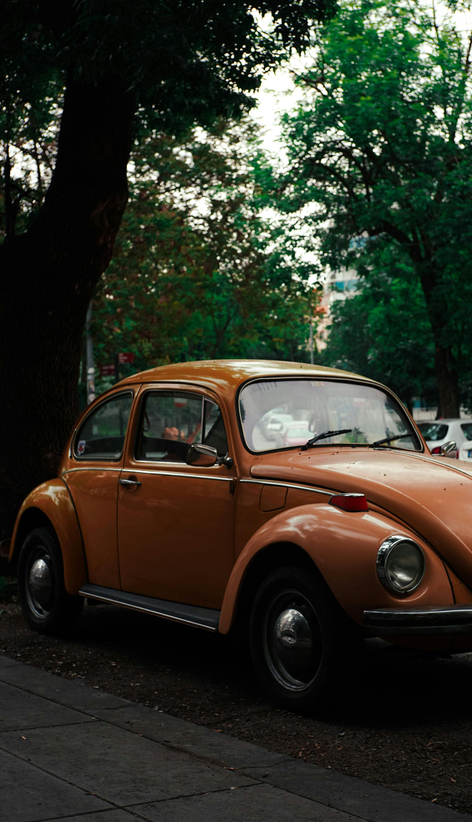 Orange vintage Volkswagen Beetle parked on a tree-lined street