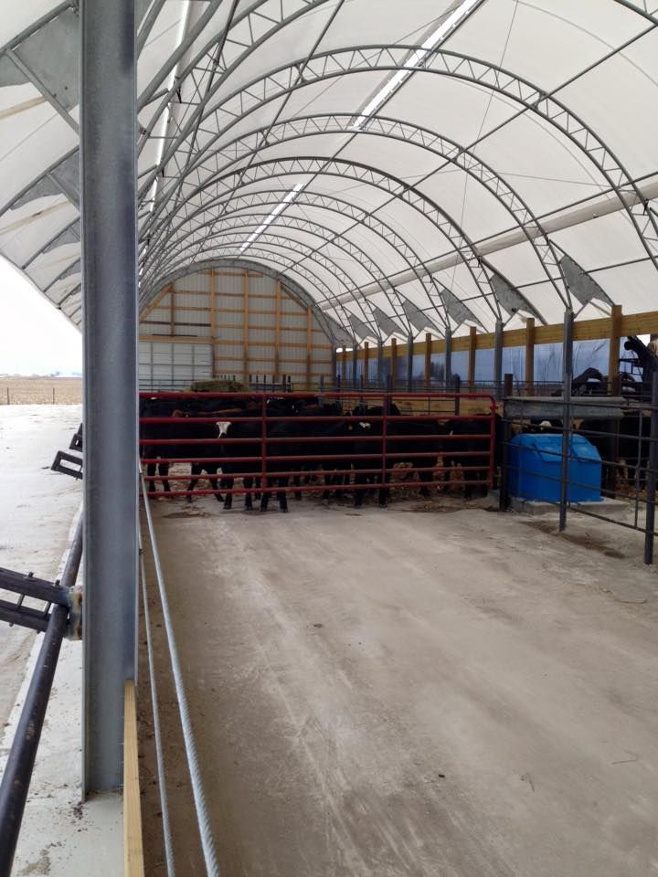 Cattle in a covered shelter with a metal frame and white fabric roof. A blue water tank is visible.