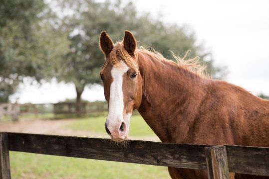 A Brown Horse — Top Stock Agencies In Mareeba, QLD