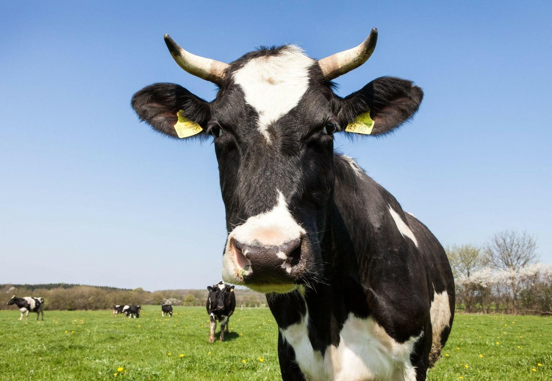 A Fresian Cow — Top Stock Agencies In Mareeba, QLD