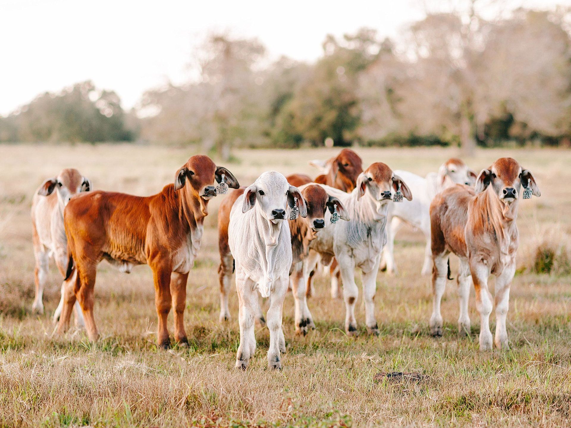 A Jersey Cow — Top Stock Agencies In Mareeba, QLD