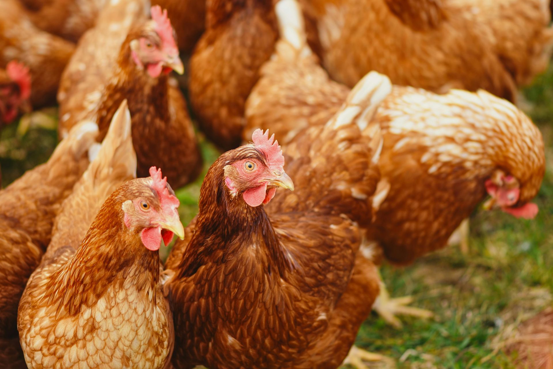 A Big Chicken — Top Stock Agencies In Mareeba, QLD