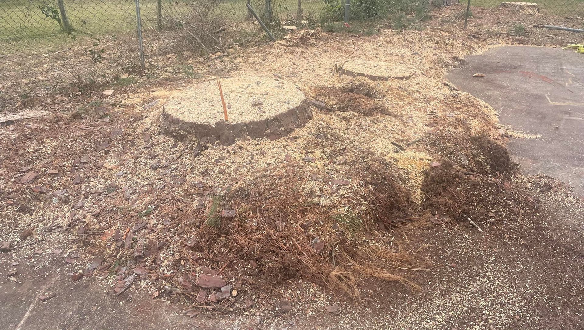 Pile of leaves and mulch in a dirt area beside a paved road, with bare trees in the background