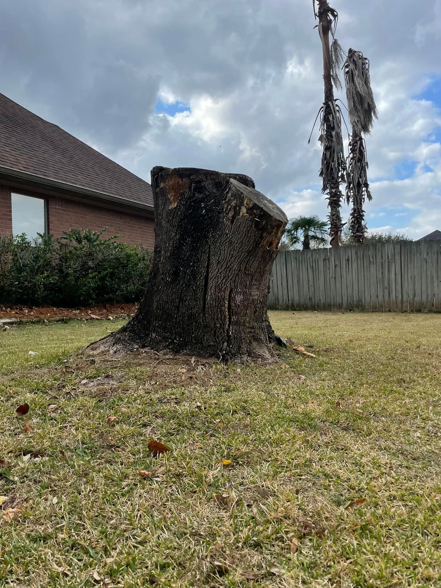 A large tree stump in a yard near a house, fence, and cloudy sky.