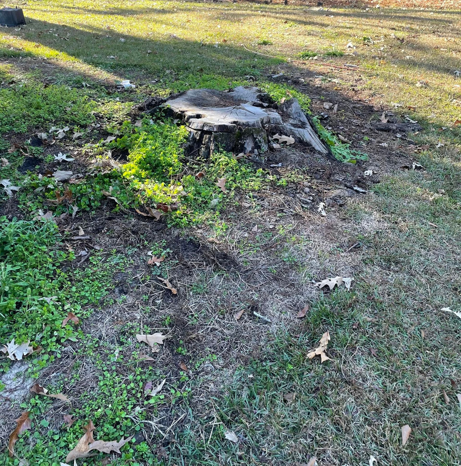 Tree stump in a grassy yard with patches of green weeds and fallen leaves.