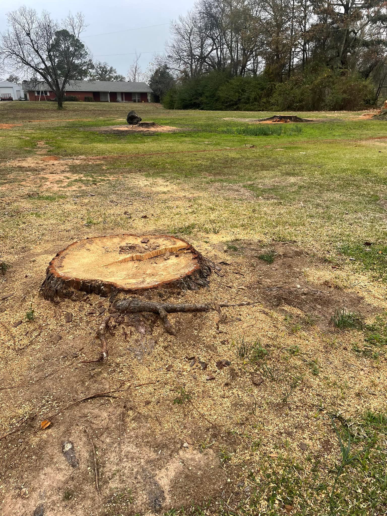 Grassy yard with a large tree stump in the foreground and a house and trees in the distance.