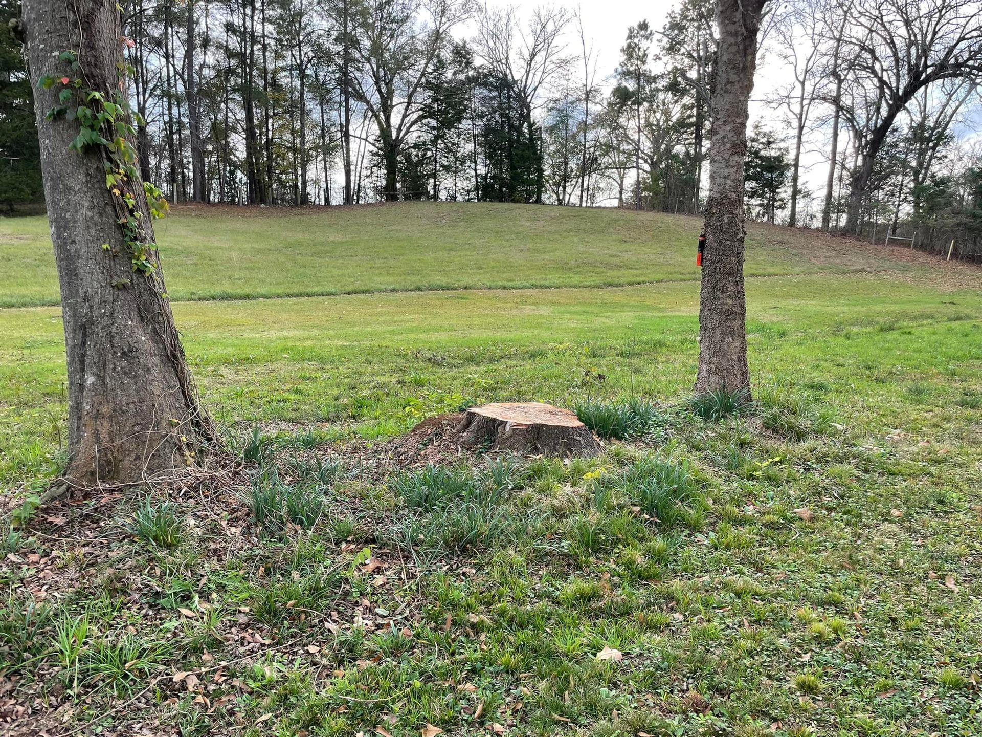 Grassy park with two trees in the foreground and a wooded slope in the background