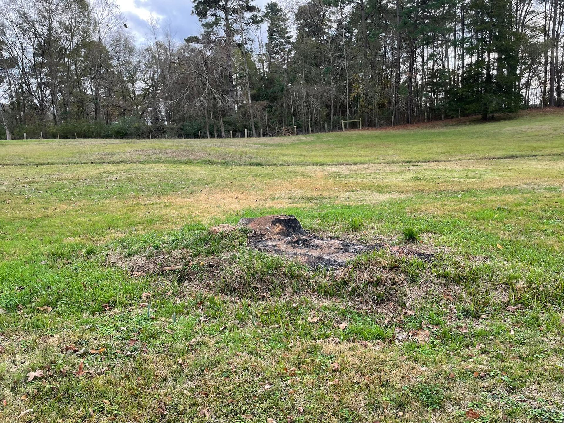 Grassy field with a small burned patch in the foreground and trees along the edge.