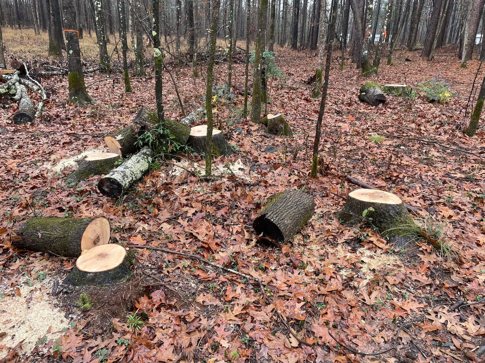 Forest floor with cut logs and stumps scattered among wet brown leaves, bare trees in the background