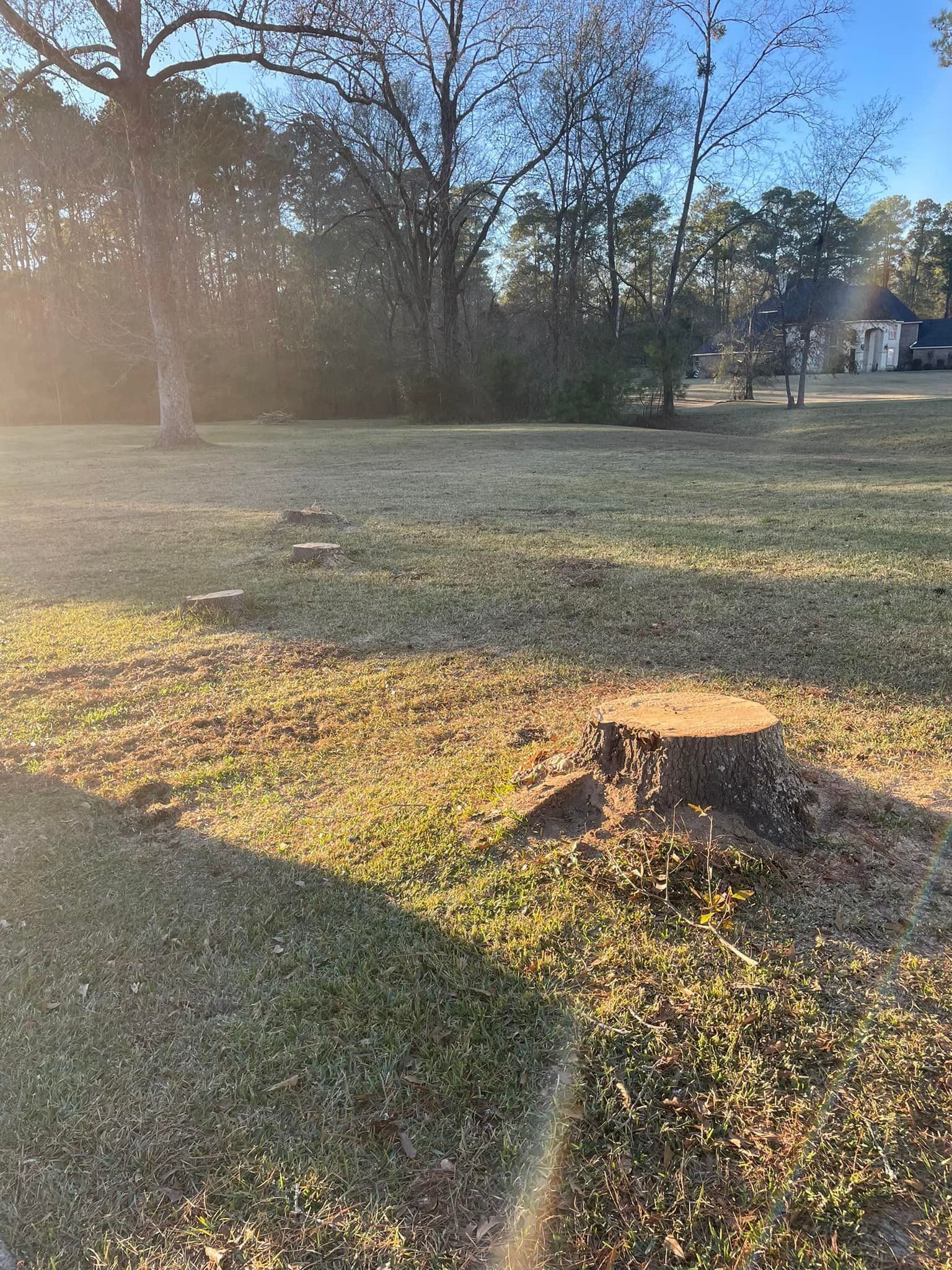 Sunny yard with a large tree stump in the foreground and leafless trees along the edge of a grassy field.