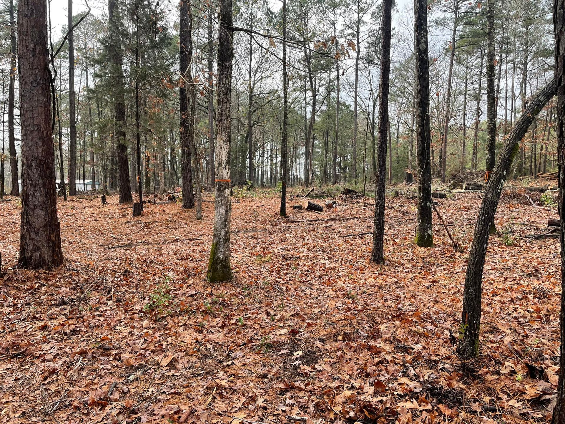 Leaf-covered pine forest with tall trees and a dirt clearing under an overcast sky