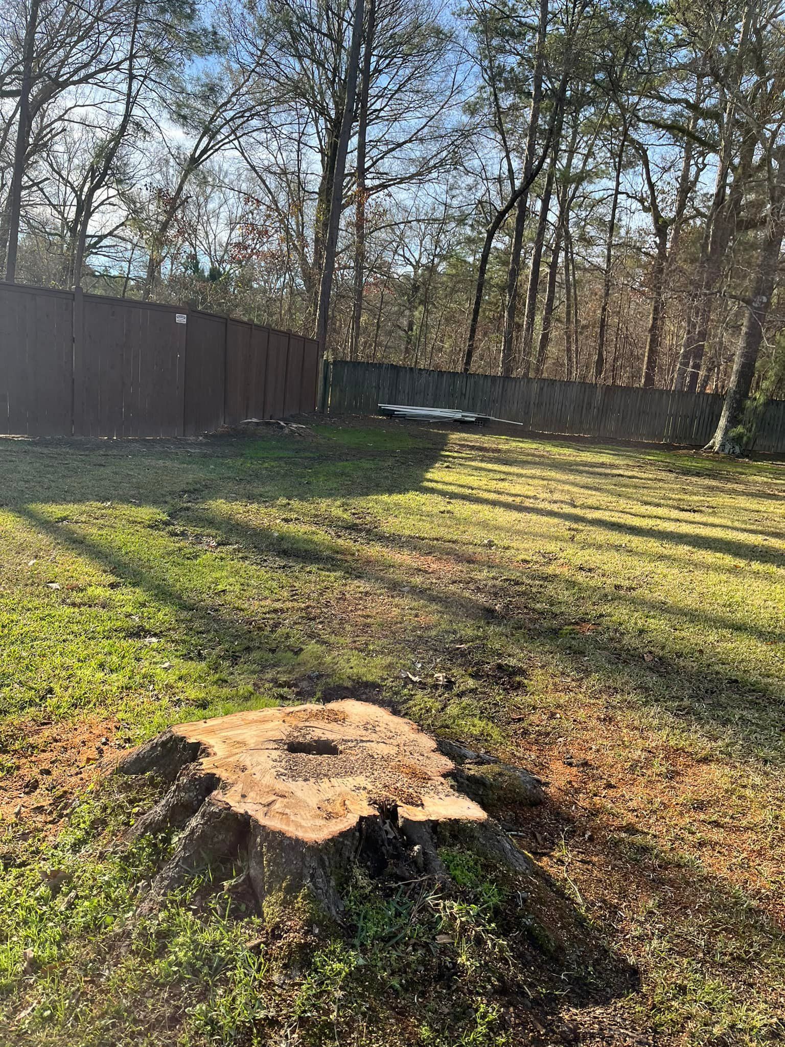 Backyard with a cut tree stump, wooden fence, and leafless trees in sunlight
