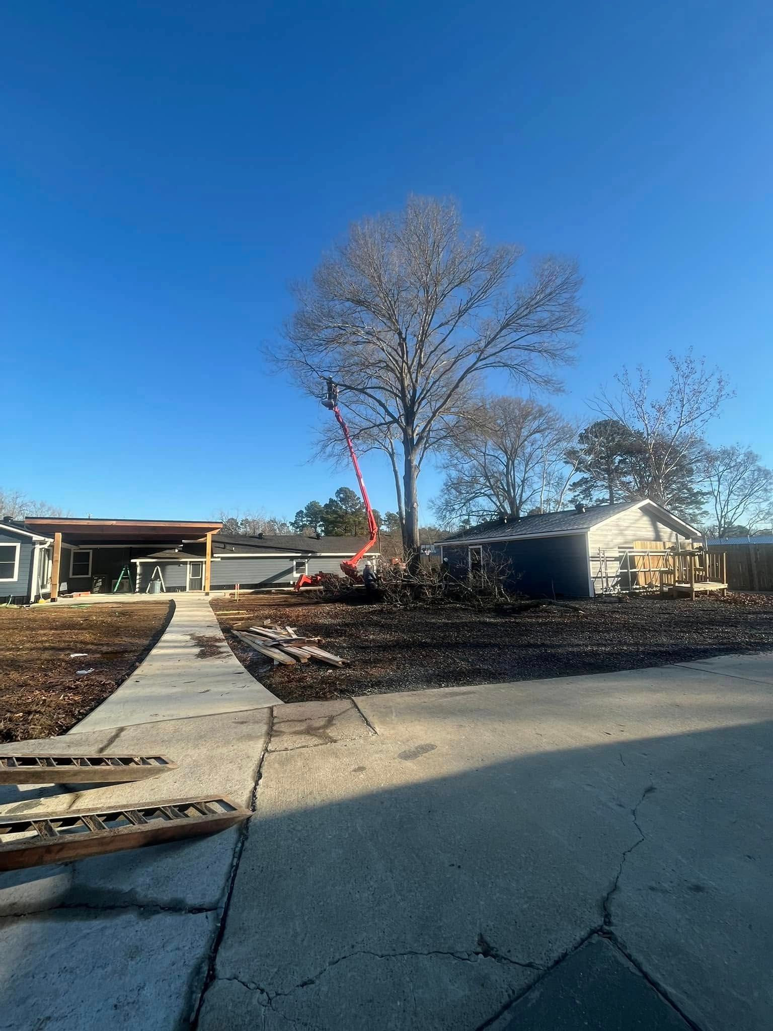 Suburban front yard with a large leafless tree, concrete walkway, and houses under a clear blue sky