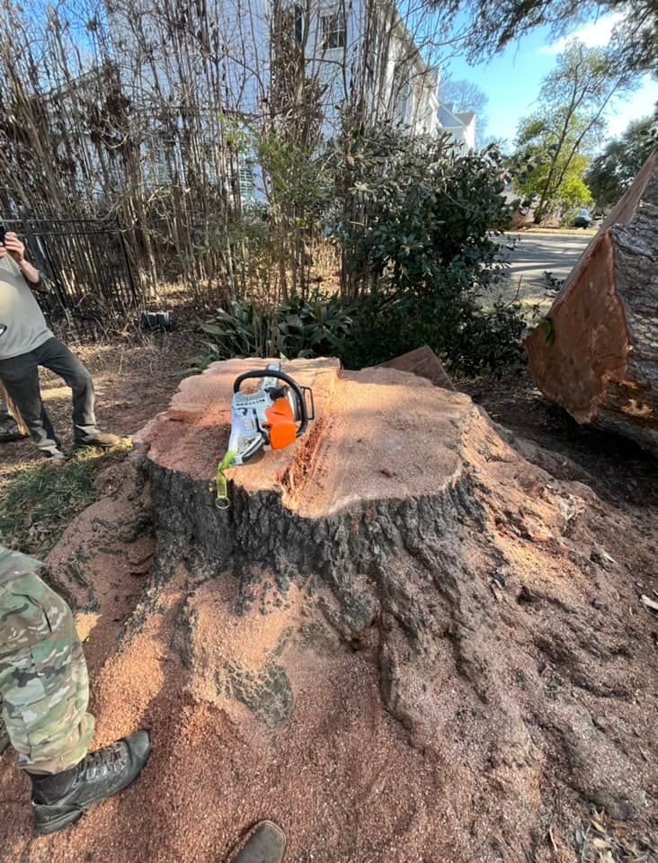 Chainsaw resting on a large cut tree stump outdoors, with people standing nearby.