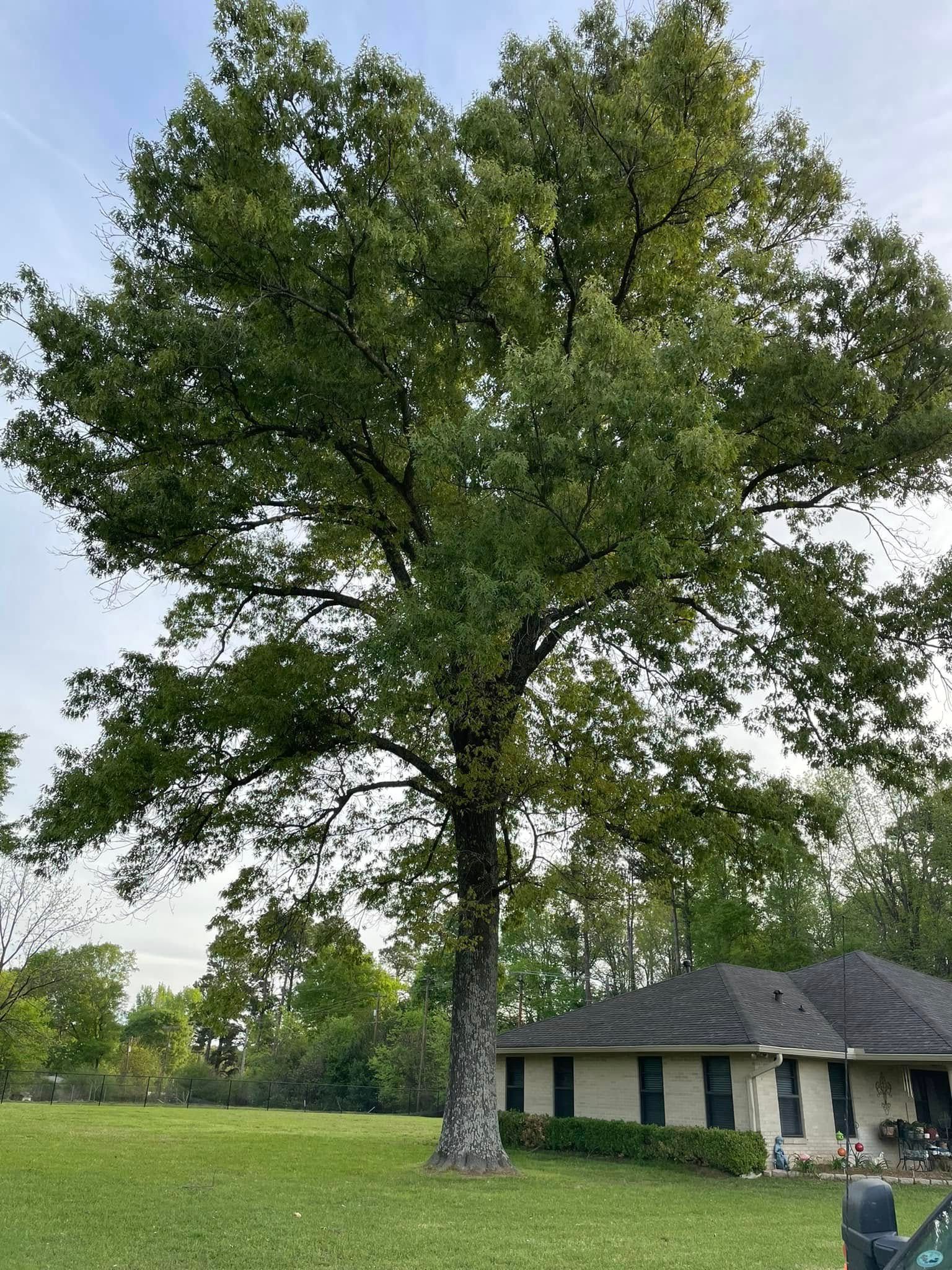 Large leafy tree in a grassy yard beside a single-story house under a cloudy sky