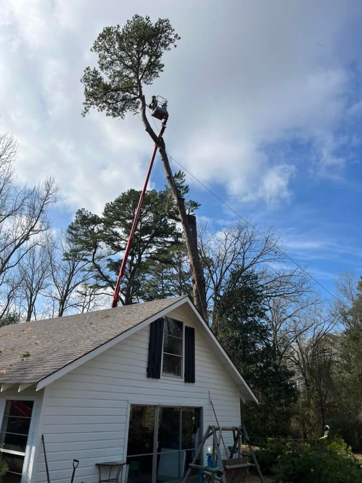 Tree trimmers pruning a tall tree above a white house with a red ladder under a blue sky
