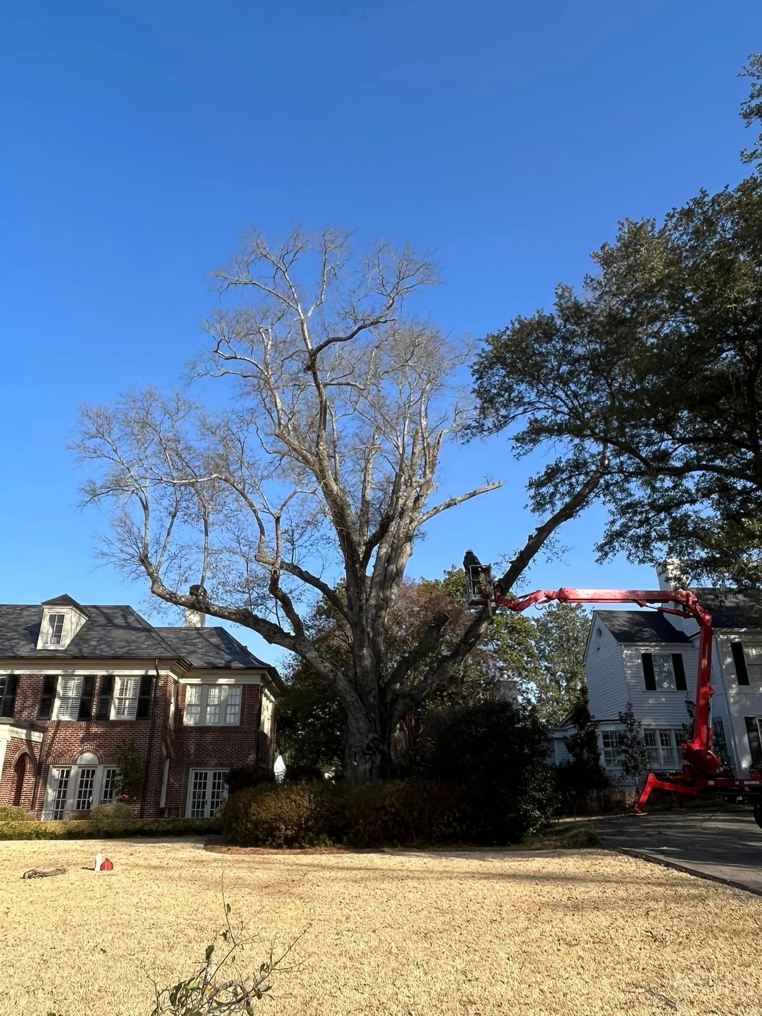 Large leafless tree in a yard between two houses under a clear blue sky