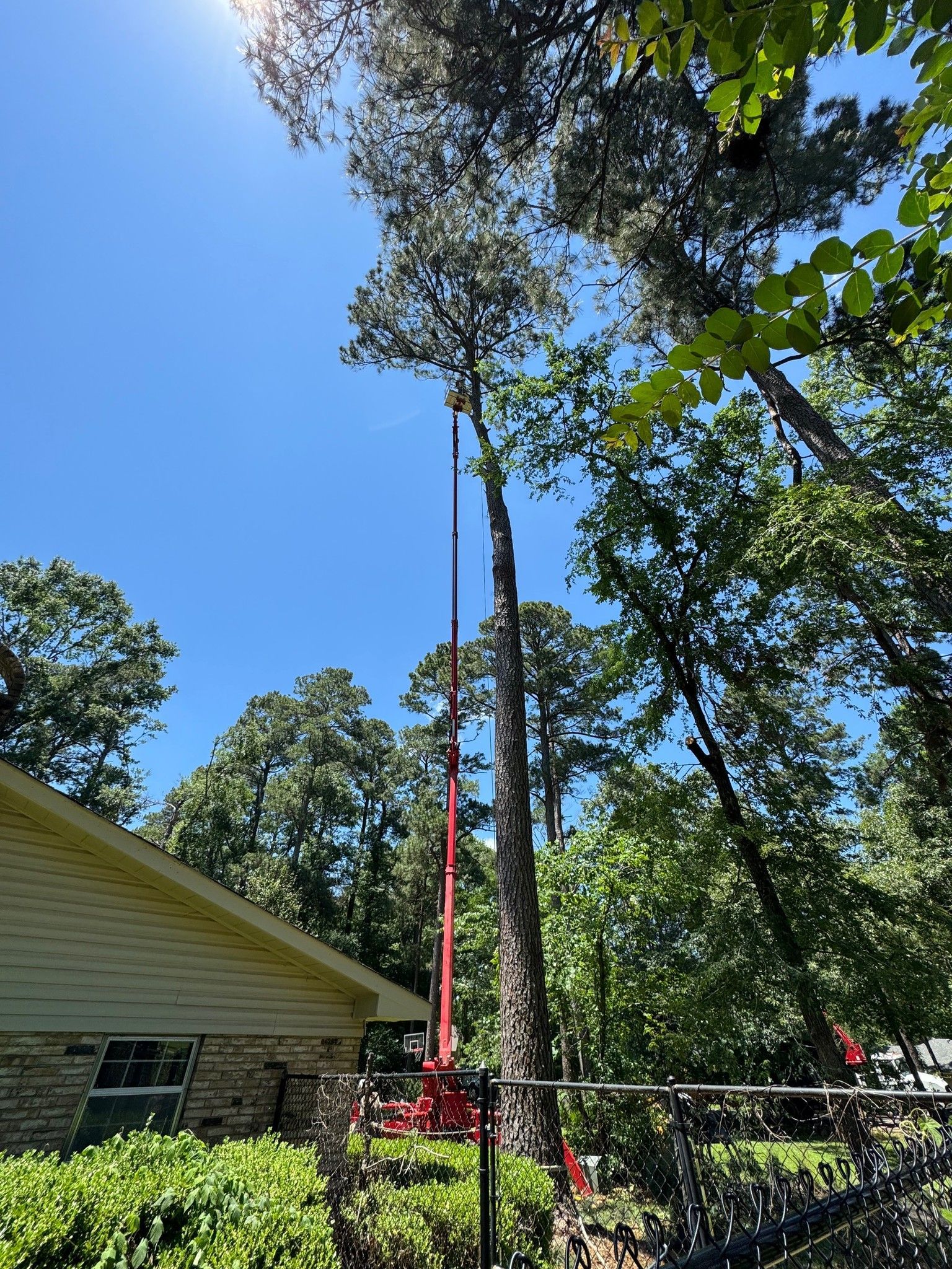 Tall tree being trimmed beside a house on a sunny day, with a red lift arm against a blue sky
