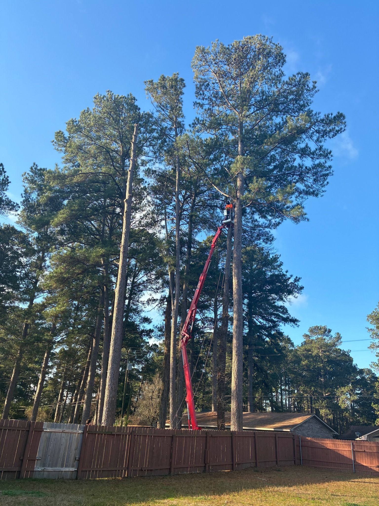 Tall pine trees behind a fenced yard, with a red crane lifting near the treetops under a clear blue sky.