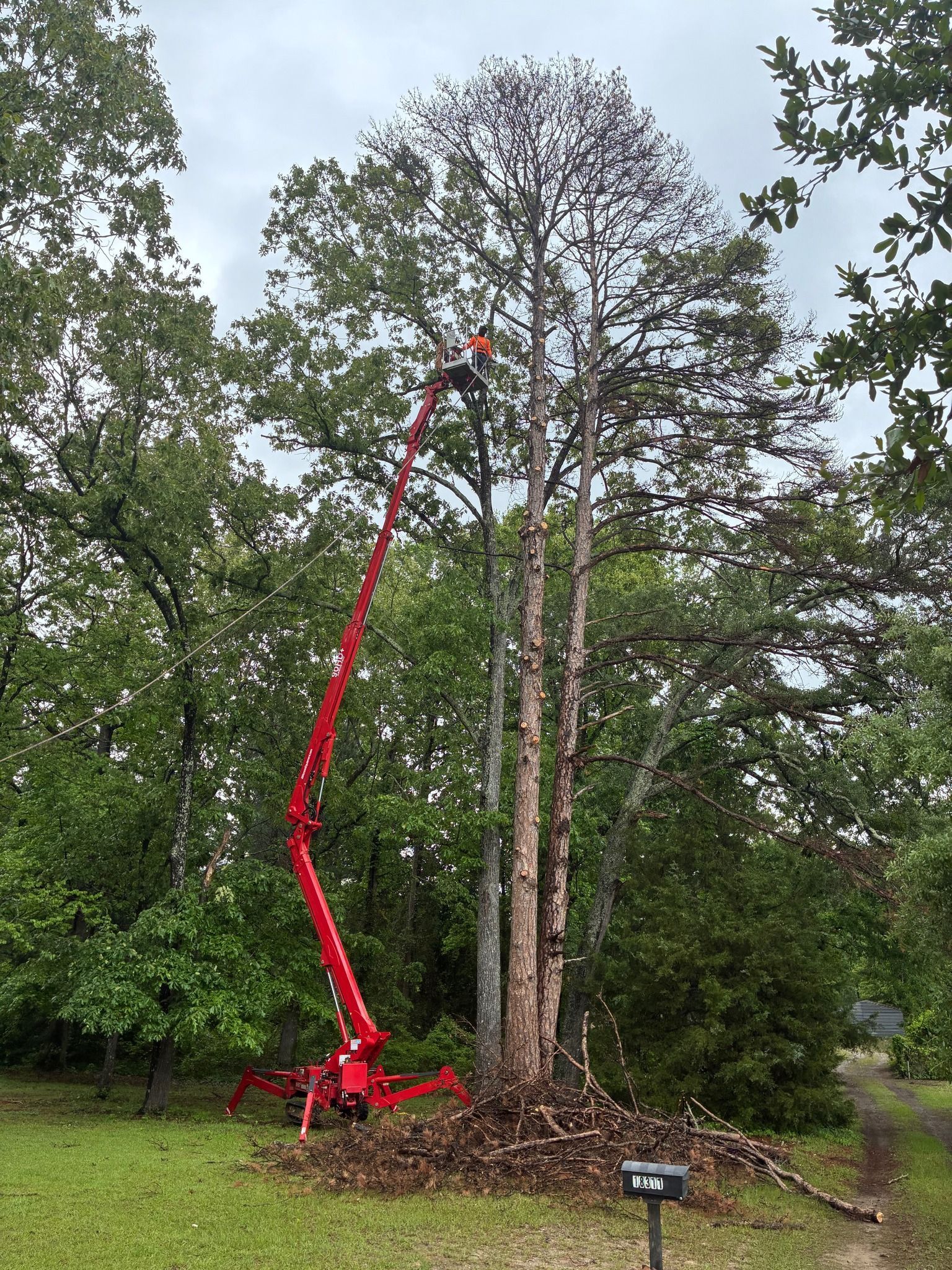 Red cherry picker lifting a worker to trim a tall tree in a grassy yard