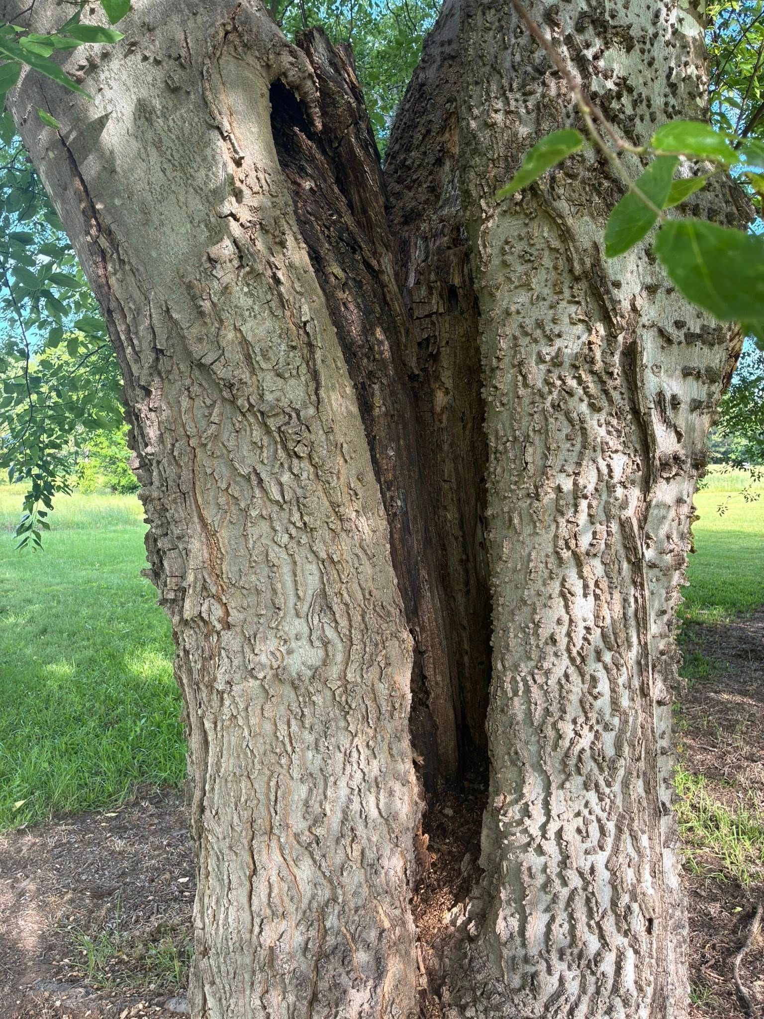 Close-up of a large split tree trunk with rough bark and green leaves in a grassy park.