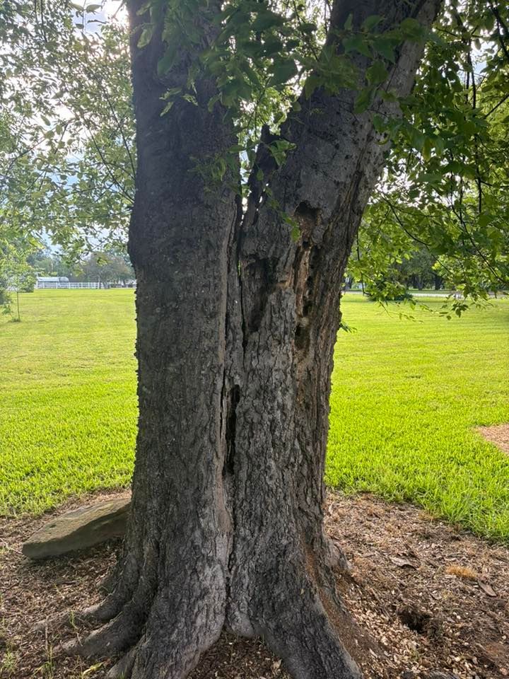 Two-trunk tree with rough bark in a sunny grassy park