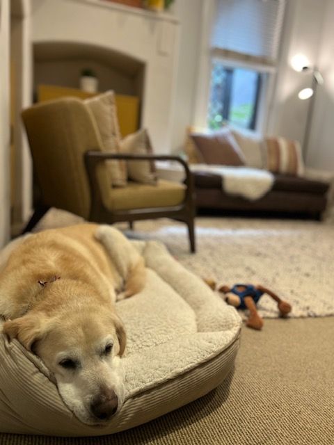 Yellow Labrador resting on a dog bed in a cozy living room with chairs and a window. — AT My Place Counselling and Psychotherapy in Neutral Bay, NSW