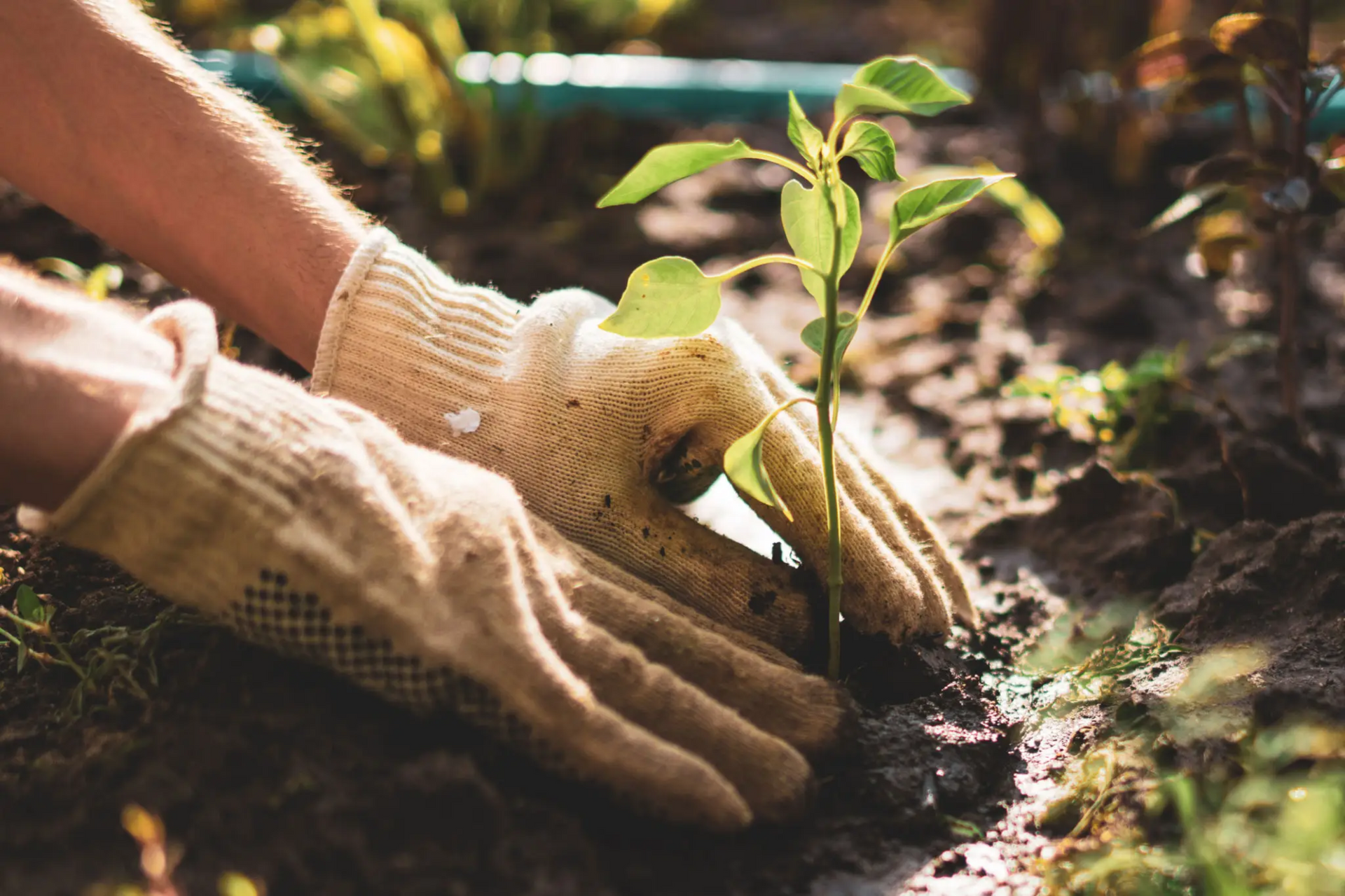 Hands wearing gardening gloves planting a small seedling in soil. — AT My Place Counselling and Psychotherapy in Neutral Bay, NSW