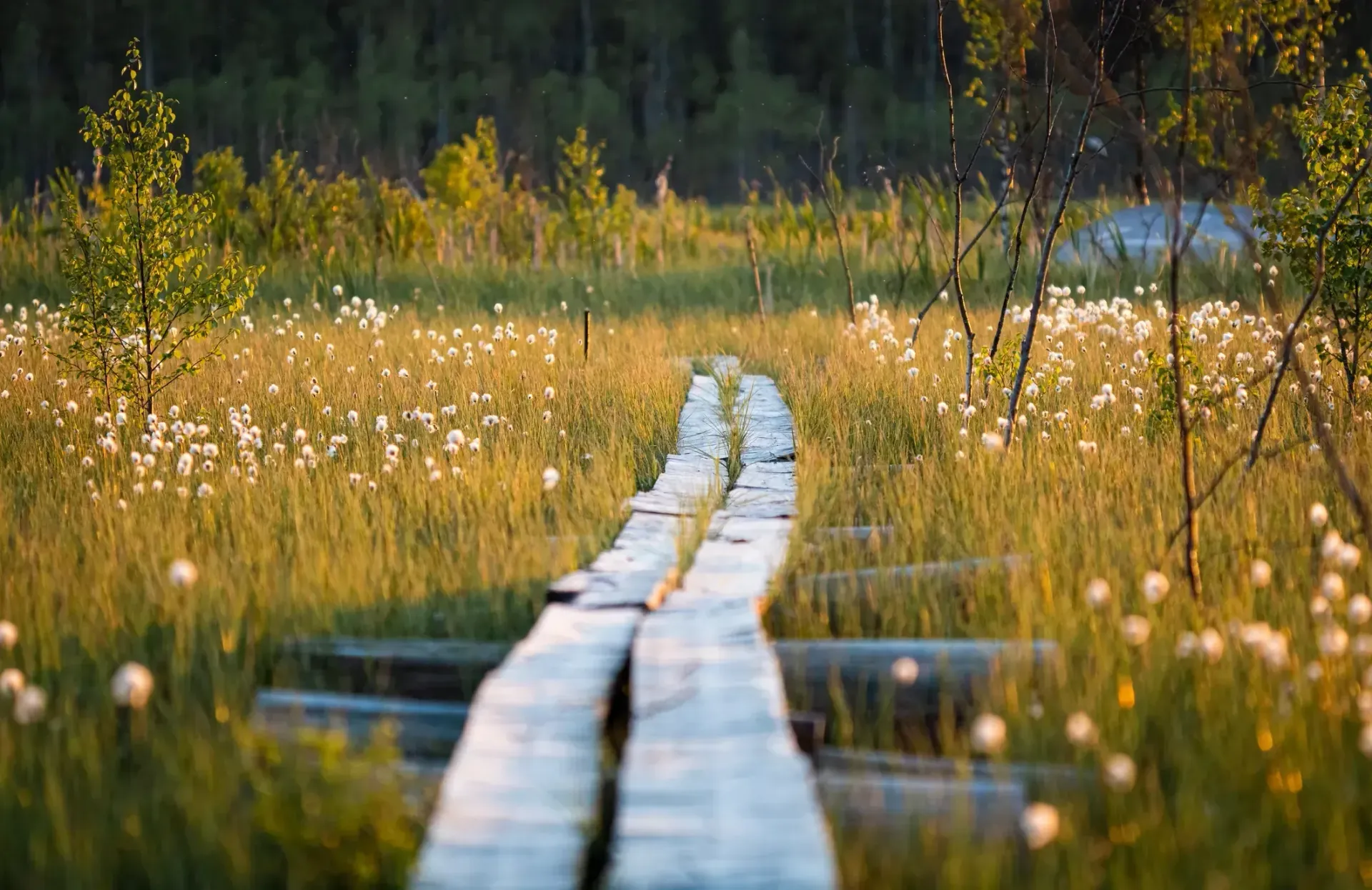 Wooden boardwalk through a sunlit marsh filled with tall grass and white flowers, trees in the distance. — AT My Place Counselling and Psychotherapy in Neutral Bay, NSW