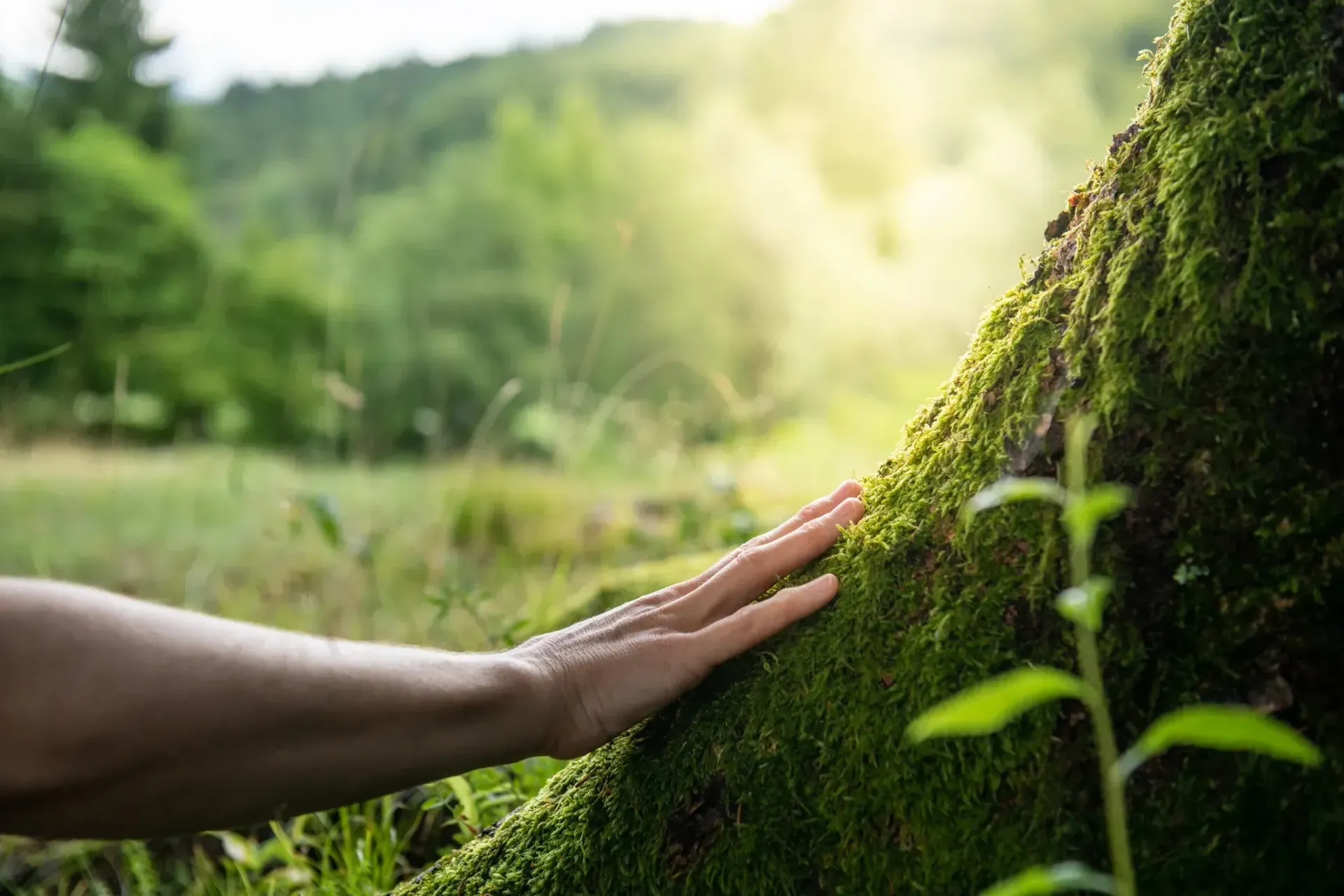 Hand touching moss-covered tree in sunlit forest. — AT My Place Counselling and Psychotherapy in Mosman, NSW