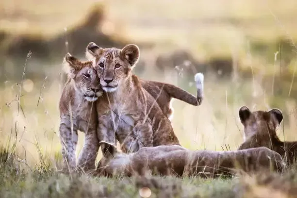 Lion cubs in a grassy field, two cuddling, others resting. Golden light. — AT My Place Counselling and Psychotherapy in Neutral Bay, NSW