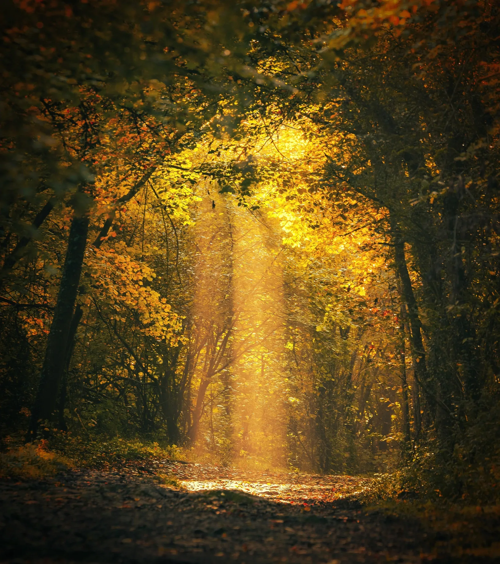 Sunlight streams through golden autumn leaves in a forest, illuminating the path ahead. — AT My Place Counselling and Psychotherapy in Neutral Bay, NSW